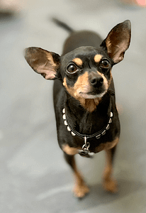 Rico a black chihuahua looking at camera wearing a studded collar a blurred background. Yoga Dog Names. Rescue Dog