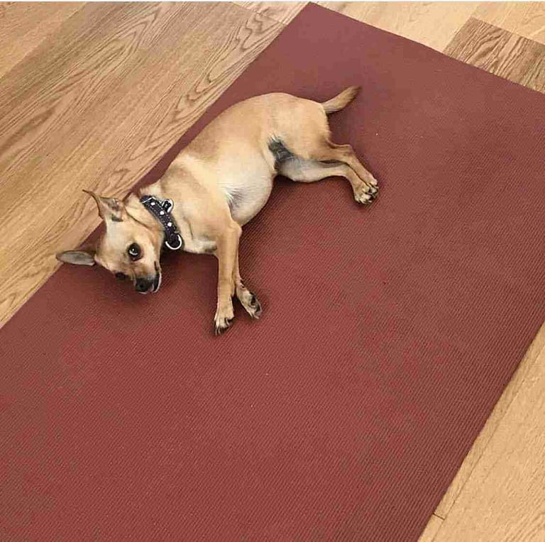 Yoga with Your Dog. yoga dog names